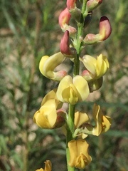 Astragalus douglasii perstrictus