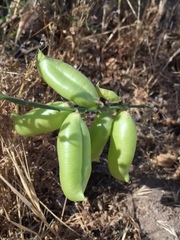 Astragalus douglasii perstrictus