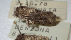 Dichonia convergens