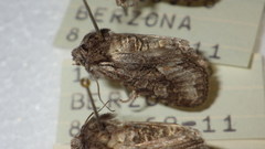 Dichonia convergens