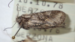 Dichonia convergens