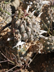 Euphorbia braunsii