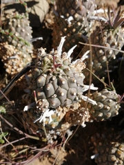 Euphorbia braunsii