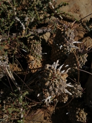 Euphorbia braunsii