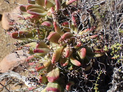 Tylecodon reticulatus