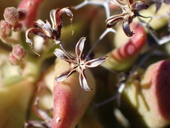 Tylecodon reticulatus