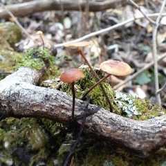 Rhizomarasmius