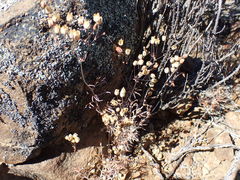 Pharnaceum aurantium