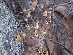 Pharnaceum aurantium