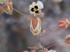 Pharnaceum aurantium