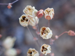 Pharnaceum aurantium