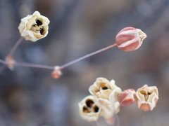 Pharnaceum aurantium