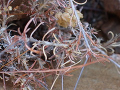 Pharnaceum aurantium