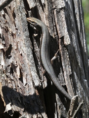 Pseudemoia pagenstecheri