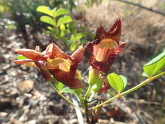 Perichlaena richardii