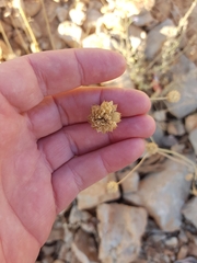 Cephalaria joppensis