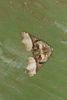 Pero speciosata - Photo (c) Heiner Ziegler, some rights reserved (CC BY-NC), uploaded by Heiner Ziegler