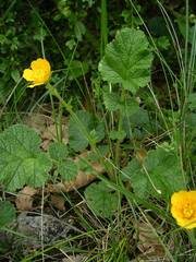 Geum sylvaticum