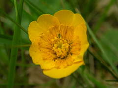 Geum sylvaticum
