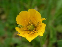 Geum sylvaticum