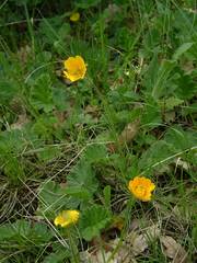 Geum sylvaticum