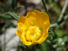 Geum sylvaticum