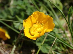 Geum sylvaticum