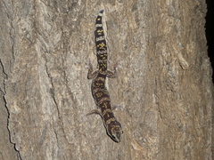 Oedura cincta