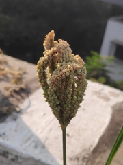 Eleusine coracana