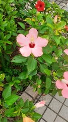 Hibiscus rosa-sinensis
