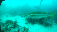 Pollachius pollachius