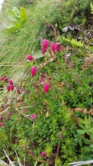 Daboecia azorica