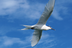 Sterna sumatrana