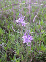 Veronica austriaca jacquinii