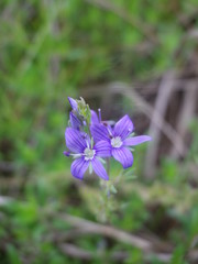 Veronica austriaca jacquinii