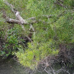 Acacia confusa
