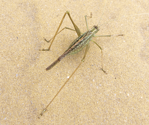 Lily Bush-cricket, Tsentar, Bulgaria, photo 9 of 10