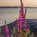 Purple Loosestrife - Photo (c) veljmies, some rights reserved (CC BY-NC), uploaded by veljmies