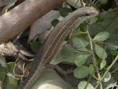 Tussock Rainbow-Skink photo 2