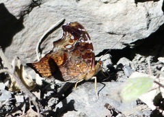 Hypanartia cinderella