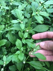 Alternanthera bettzickiana