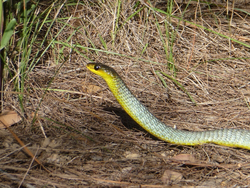 Common Tree Snake sighting