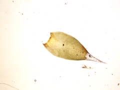 Hedwigia detonsa
