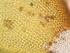 Hedwigia detonsa