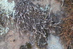 Hedwigia detonsa