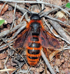 Dasyscolia ciliata