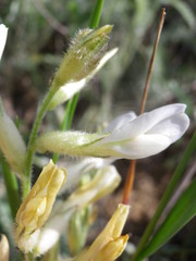 Astragalus pallescens