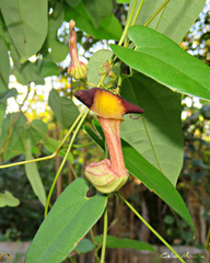 Aristolochia birostris