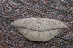 Albara reversaria