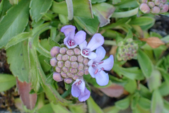 Scabiosa lacerifolia